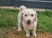 Adult male Poochon creamish white