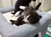 Last adorable long haired male Siamese cross kitten available now. .
