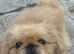 Beautiful peke parti colour rare apricot & white loving boy 1 y