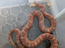 Scaleless hypo male corn snake