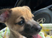 Jack Russel boy puppy!!!