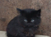 Fluffy rescue kitten