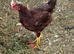 3 bantam cockerels free of charge