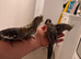 Baby Cocktal for sale