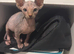 Adorable Canadian Sphynx Kitten