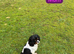 Cavapoo