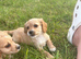 Beautiful cavachon x cocker puppies