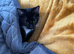 Twin sisters need to be homed together