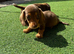 Stunning litter of chocolate and tan smooth hair
