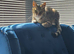 Small spayed cat for re-homing