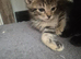 Savannah x kittens