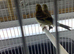 Goldfinch mules