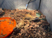 Agama lizard male and female and set up