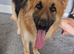 Well Proven huge beautiful German shepherd
