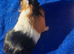 3 female guinea pigs
