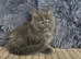 Maine coon kittens