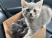 British shorthair cross