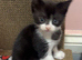 3 kittens all boys
