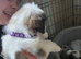 Cava-tzu puppies