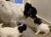 FRITZ & ROULETTE - Exceptional White Chorkie Boy & Girl with Grey Manes, hailing from 5-Gen KC Reg. Chihuahua Sire.