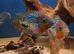 Pair of blue spot synspilums