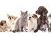 Dog Walking and Pet Sitting