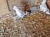 Raceing pigeons