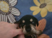 6 mixed puppies for sale