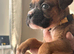 Stunning litter ready 16th June