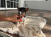 Skye ! 10 week old Jack Russel girl puppy