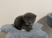 Blue & Lilac BSH Mix Kittens – Fold & Straight