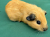 Baby guinea pigs