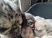French Bulldog Pups At A Great Price | Offers Welcome | Beautiful Girls Now Available