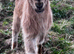 Ready now Anglo Nubian/Boer intact male goat kid