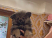 Pomeranian puppy&rsquo;s &pound;600