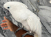 Friendly Super Tame Cuddly Dancing Umbrella Cockatoo Parrot,2