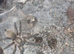 M.BALFOURI 5 for £120