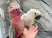 Hand-Rearing Baby Umbrella Cockatoo Super Cuddly Tame Parrot