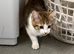 Maine Coon Kittens