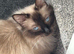 Female ragdoll for sale