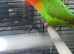 Pair of breeding fishers lovebirds