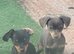 Stunning chiweenie puppies