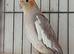 Cockatiel pair