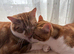 2 ginger brothers