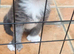 Stunning Xl Mainecoon cub