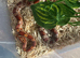 Corn snake