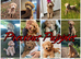 Australian Labradoodle Puppies