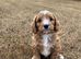 Outstanding Deep Red Male Cavapoochon