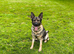German Shepherd puppies