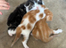 Kittens for sale